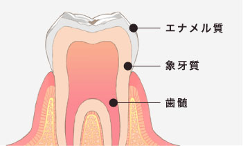 エナメル質・象牙質・歯髄